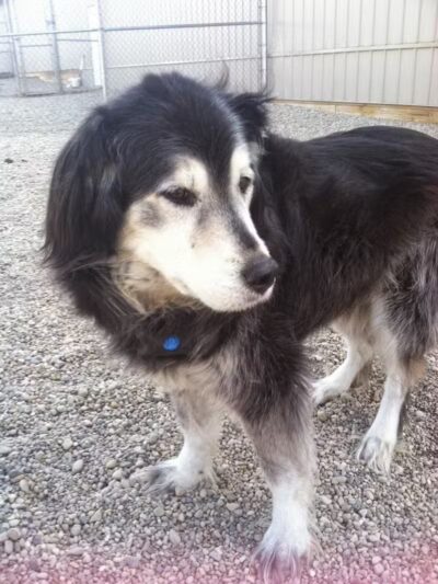 Country Lane Kennel - New Carlisle, OH