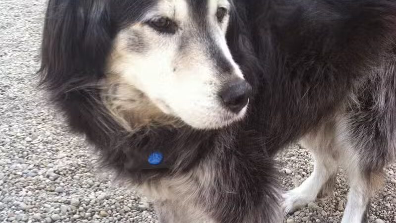 Country Lane Kennel - New Carlisle, OH