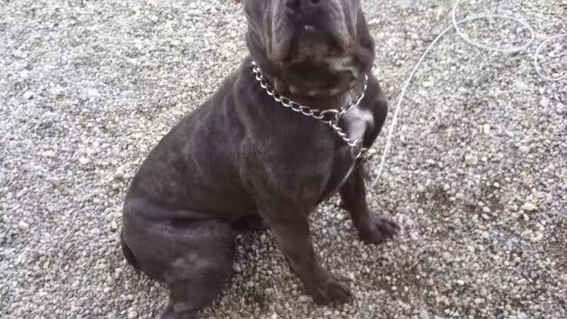 Country Lane Kennel - New Carlisle, OH