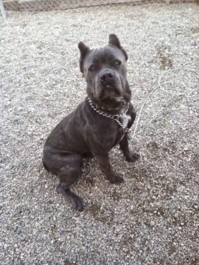 Country Lane Kennel - New Carlisle, OH