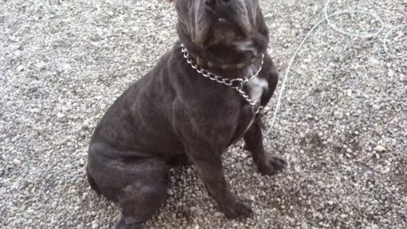 Country Lane Kennel - New Carlisle, OH