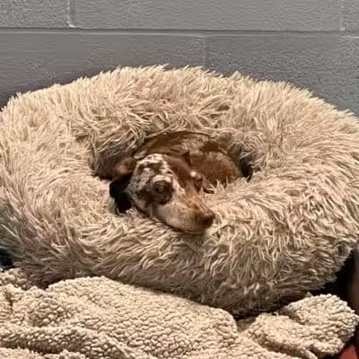 Country Lane Kennel - New Carlisle, OH