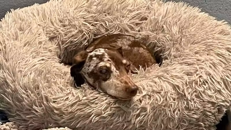 Country Lane Kennel - New Carlisle, OH