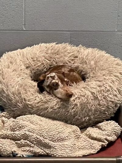 Country Lane Kennel - New Carlisle, OH