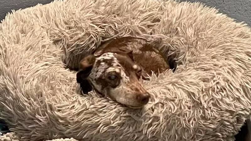 Country Lane Kennel - New Carlisle, OH