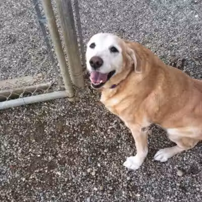 Country Lane Kennel - New Carlisle, OH