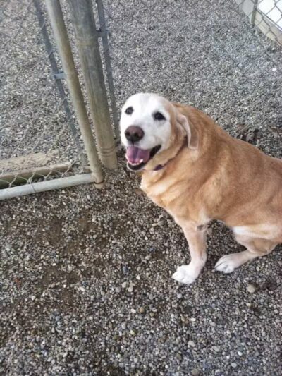 Country Lane Kennel - New Carlisle, OH