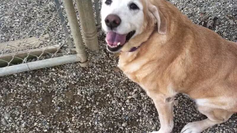 Country Lane Kennel - New Carlisle, OH