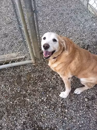 Country Lane Kennel - New Carlisle, OH