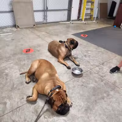 K9 Solutions Center - New Carlisle, OH