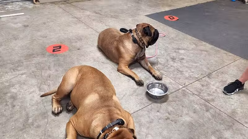 K9 Solutions Center - New Carlisle, OH