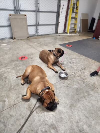 K9 Solutions Center - New Carlisle, OH