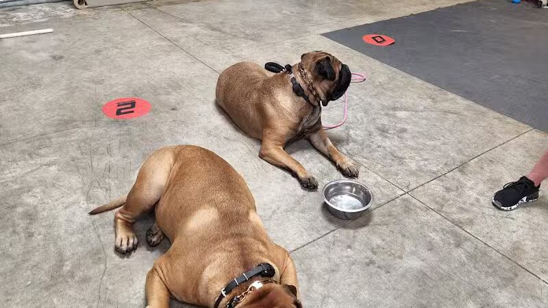 K9 Solutions Center - New Carlisle, OH