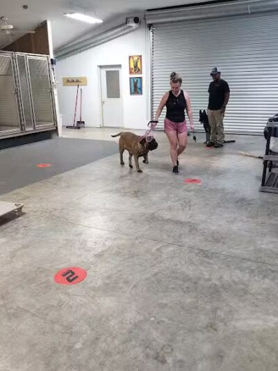 K9 Solutions Center - New Carlisle, OH