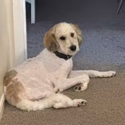 K9 Solutions Center - New Carlisle, OH