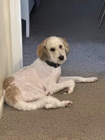 K9 Solutions Center - New Carlisle, OH