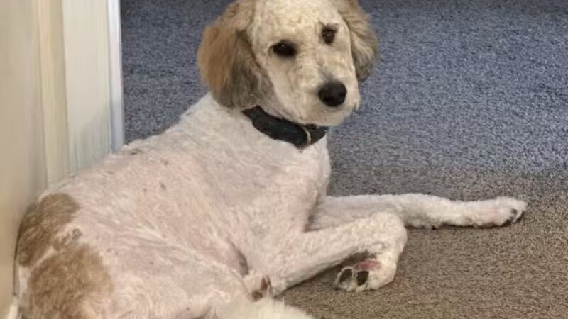 K9 Solutions Center - New Carlisle, OH