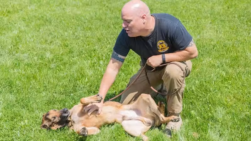 K9 Solutions Center - New Carlisle, OH