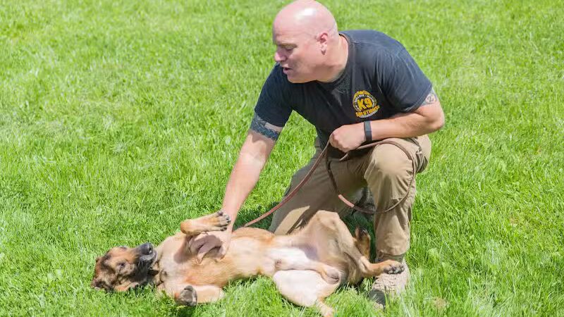 K9 Solutions Center - New Carlisle, OH