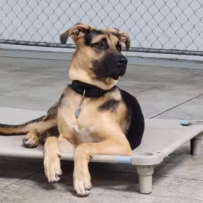 K9 Solutions Center - New Carlisle, OH