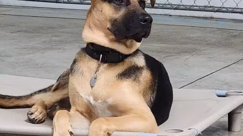 K9 Solutions Center - New Carlisle, OH