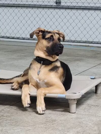 K9 Solutions Center - New Carlisle, OH