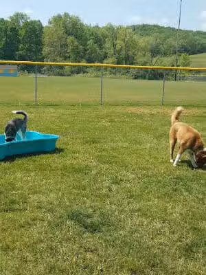 Hancock County Dog Park - New Cumberland, WV