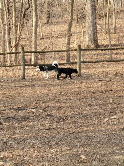 Portage Lakes Dog Park - New Franklin, OH