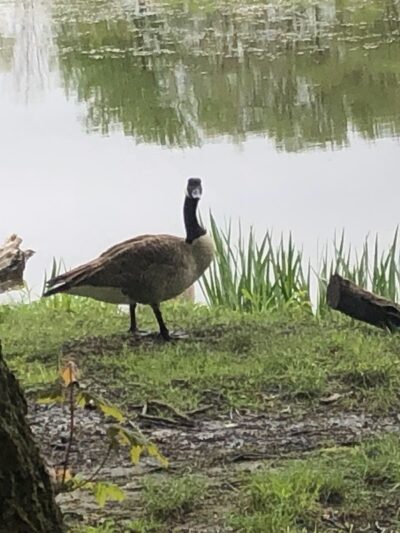 Portage Lakes Dog Park - New Franklin, OH