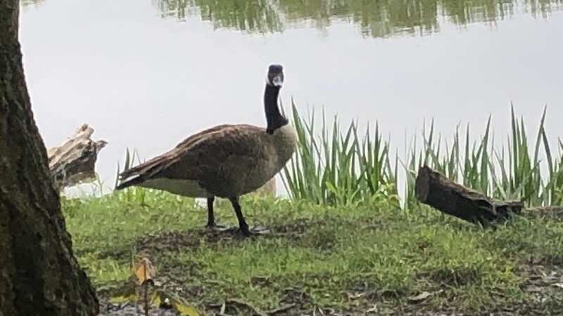 Portage Lakes Dog Park - New Franklin, OH