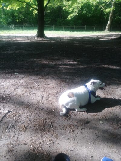 Portage Lakes Dog Park - New Franklin, OH