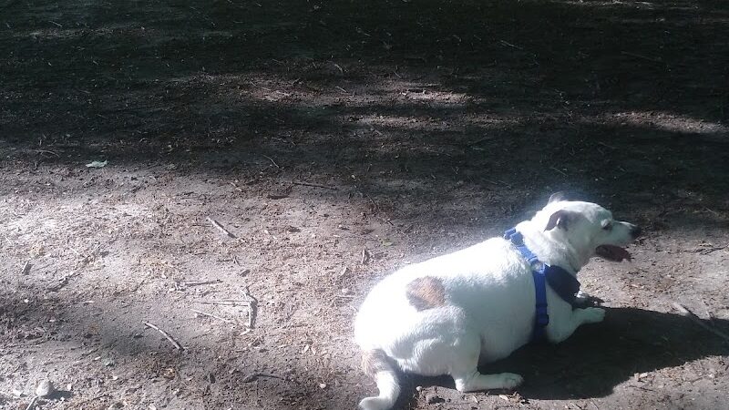 Portage Lakes Dog Park - New Franklin, OH