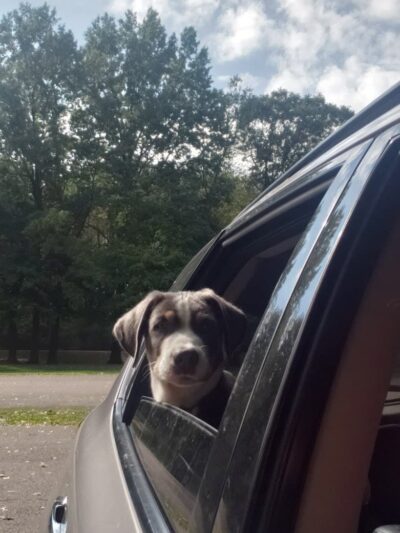 Portage Lakes Dog Park - New Franklin, OH