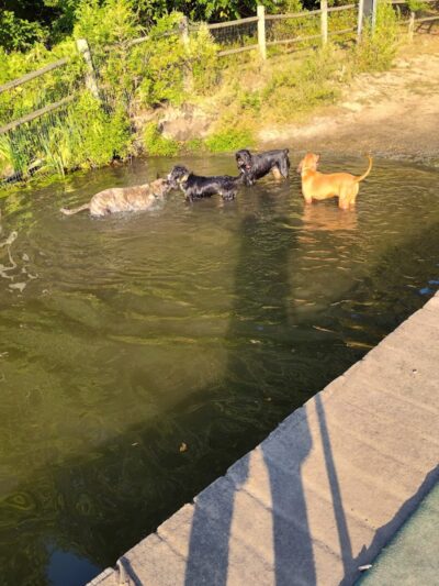 Portage Lakes Dog Park - New Franklin, OH