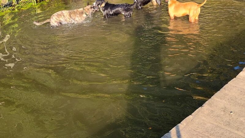 Portage Lakes Dog Park - New Franklin, OH