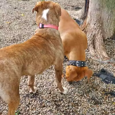 East Rock Dog Park - New Haven, CT