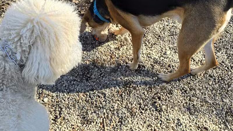 East Rock Dog Park - New Haven, CT