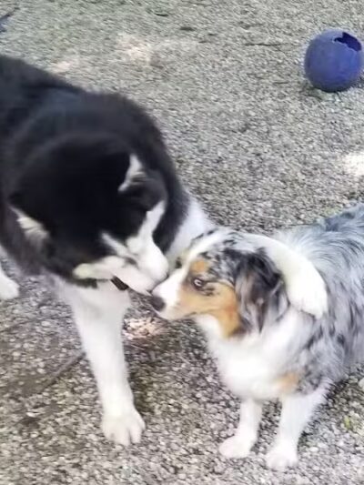 East Rock Dog Park - New Haven, CT