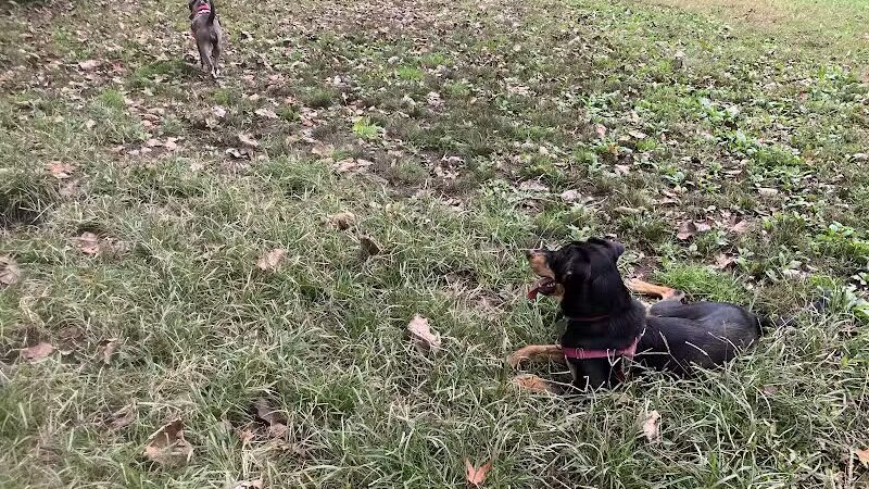 Edgewood Park Dog Park - New Haven, CT