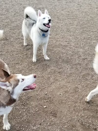 Union Street Dog Park - New Haven, CT