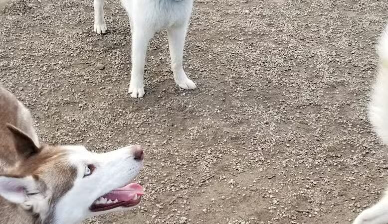 Union Street Dog Park - New Haven, CT