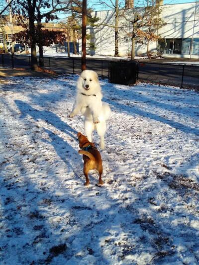 Union Street Dog Park - New Haven, CT