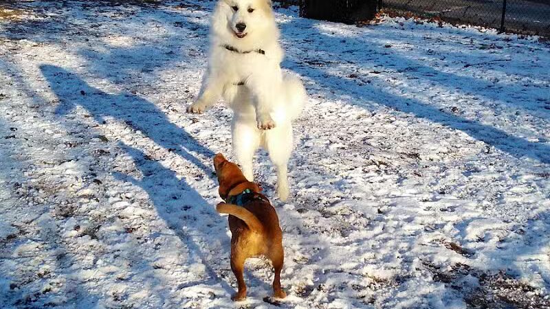 Union Street Dog Park - New Haven, CT
