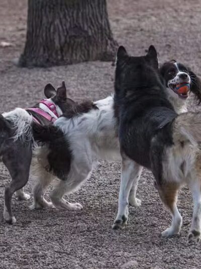 Union Street Dog Park - New Haven, CT