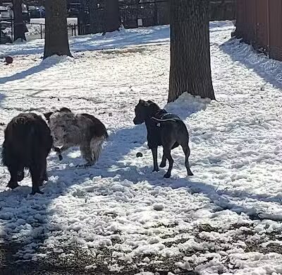 Union Street Dog Park - New Haven, CT