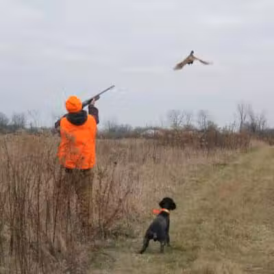 Buckeye Pheasant Hunting Preserve - New Lebanon, OH