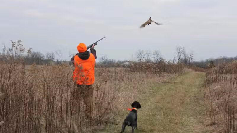 Buckeye Pheasant Hunting Preserve - New Lebanon, OH