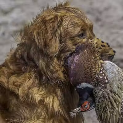 Buckeye Pheasant Hunting Preserve - New Lebanon, OH