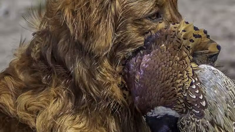 Buckeye Pheasant Hunting Preserve - New Lebanon, OH