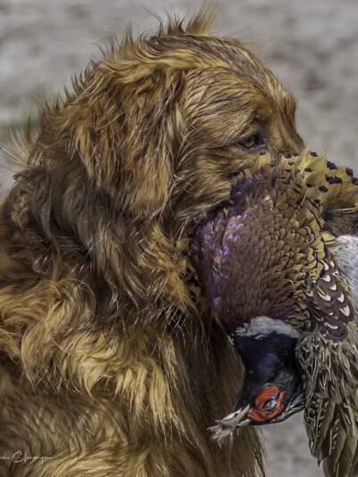 Buckeye Pheasant Hunting Preserve - New Lebanon, OH